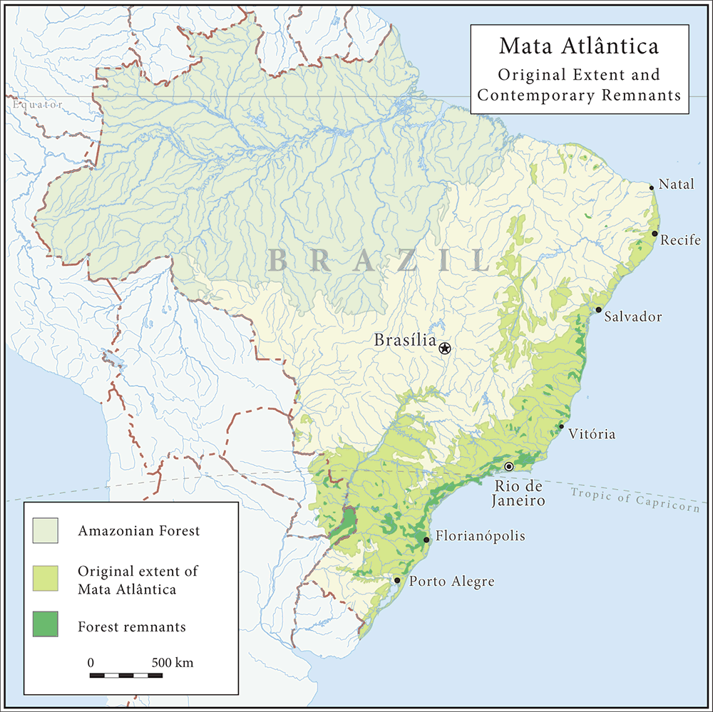 Brazil Tree Planting Pangaea Project